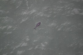Missing Picture